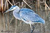 Young Blue Heron BdA Dec 2022